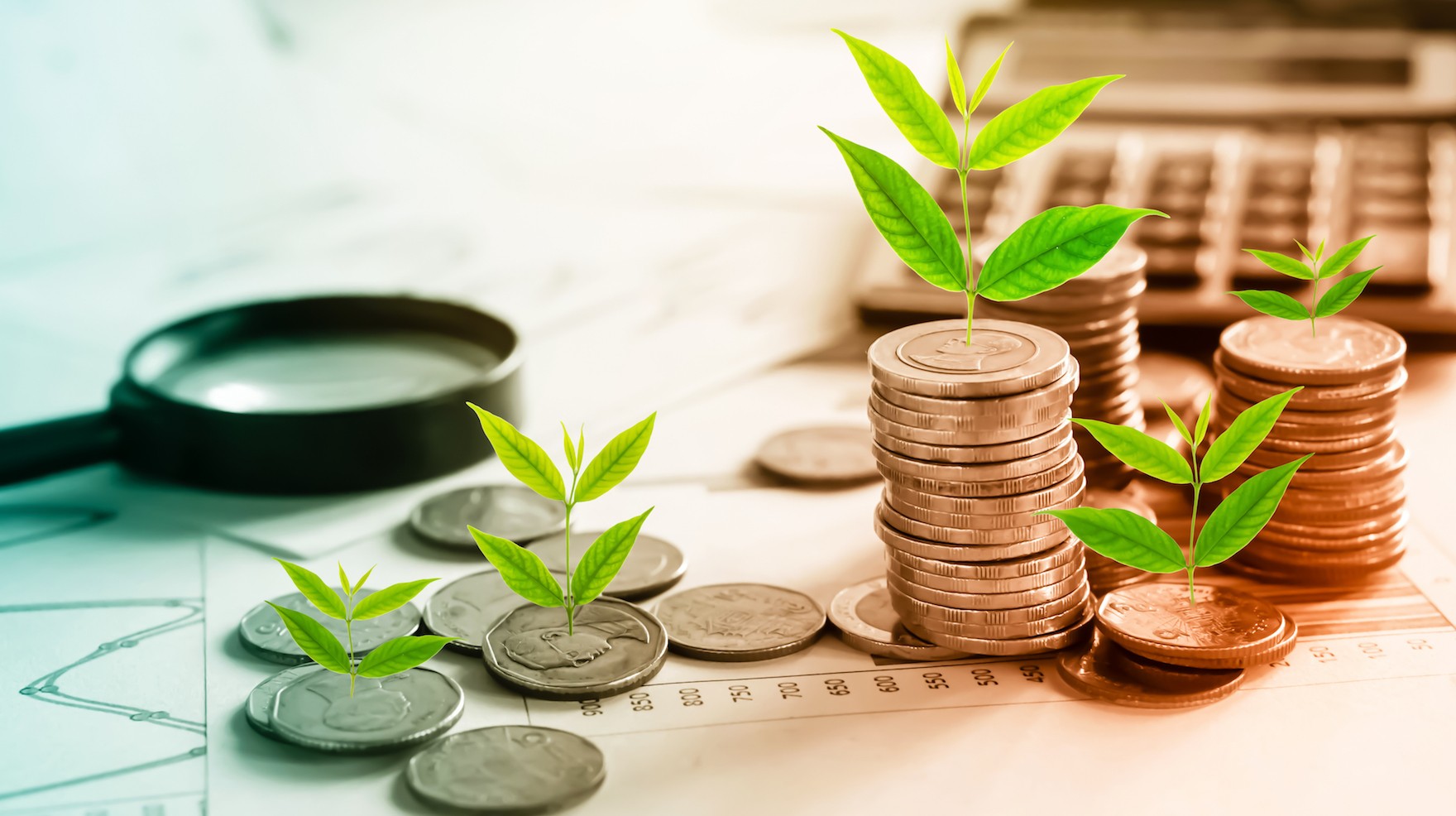 tree growing on coins idea for growing business concept